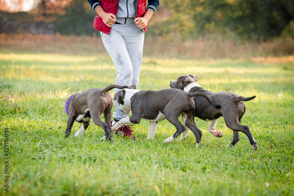 man walking with puppies staffordshire terrier in the park in autumn