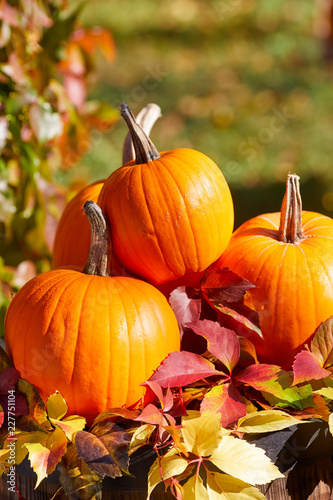 Close-up of pumpkins and autumn leaves background. Selective focus  shallow DOF.