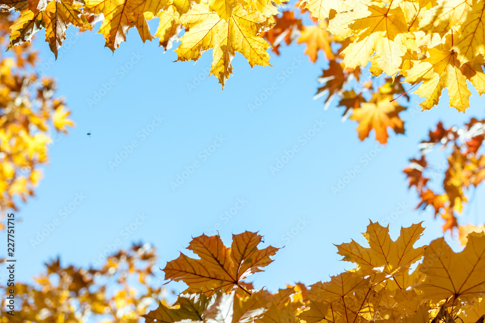 autumn yellow leaves against blue sky background