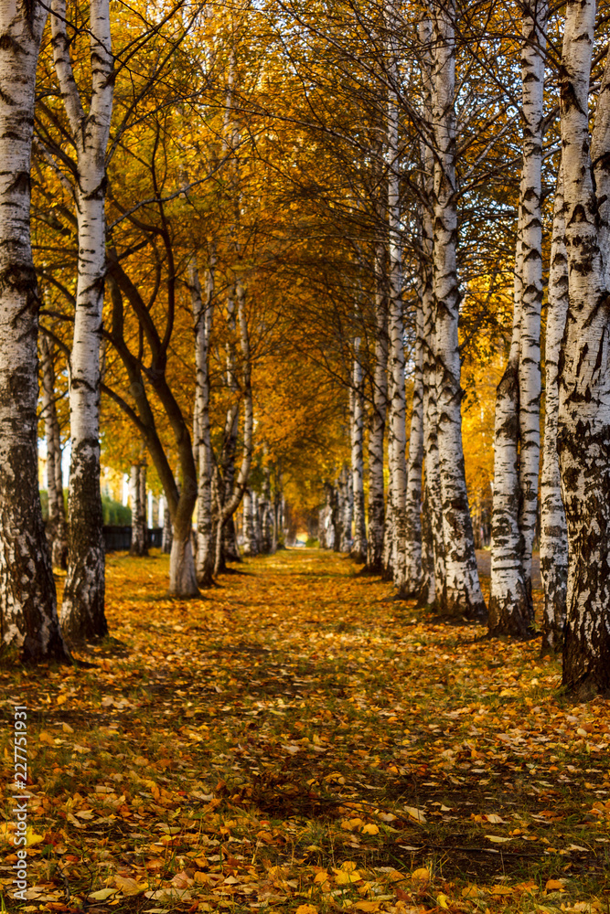 A corridor of autumn white birch trees with yellow leaves stretching into the distance.