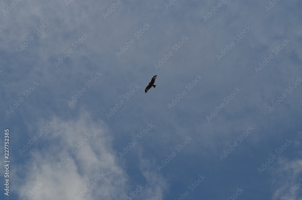 Baikal birds