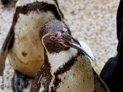 penguin eating fish