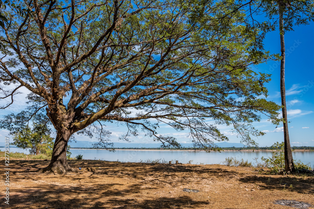 Laos - Baum auf der Fahrt vom Wat Phou nach Nakasong Laos - Baum auf der Fahrt vom Wat Phou nach Nakasong