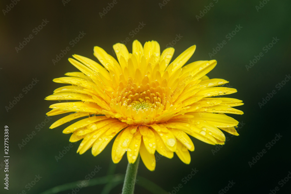 Beautiful yellow flowers with drops of water on green background. Beautiful yellow flowers with drops of water on green background.