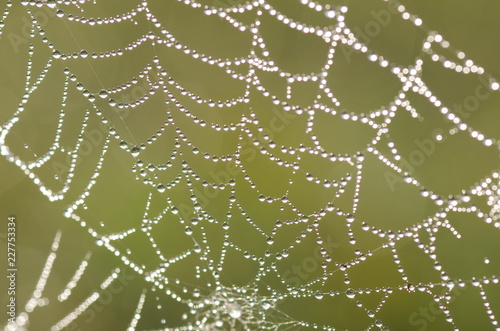 Close up spider web with water drops in morning. 