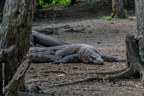 Komodo Dragon, Biggest Lizard -Komodo National Park, Indonesia, Asia