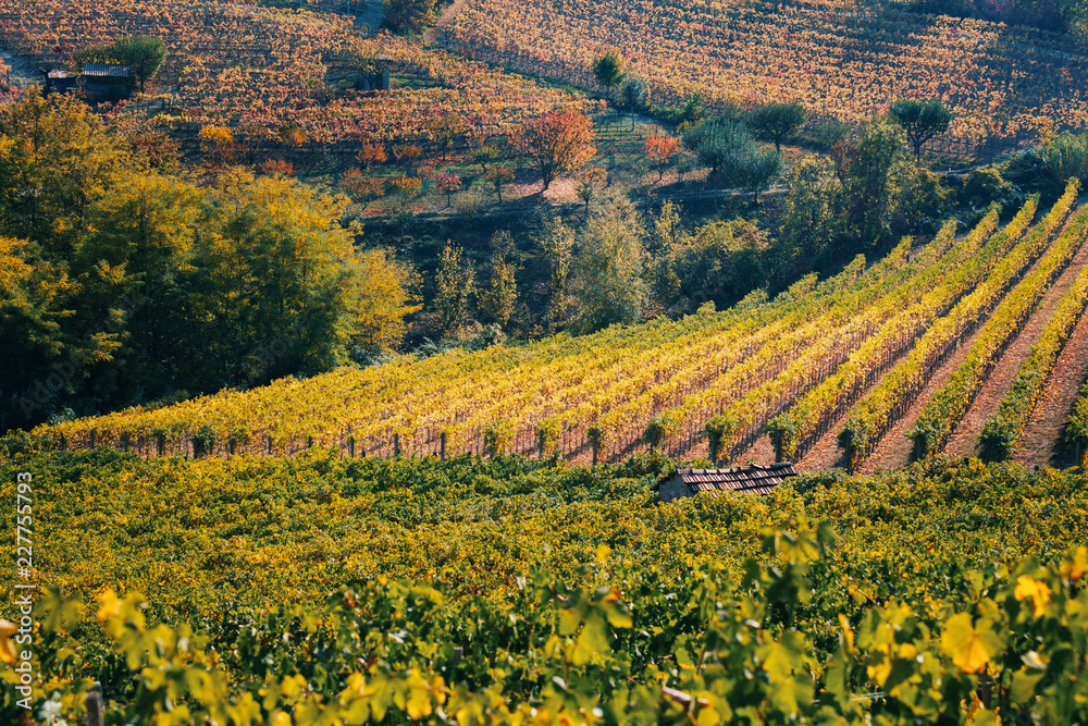 Langhe, Piedmont, Italy. Autumn landscape with vineyards and hills 