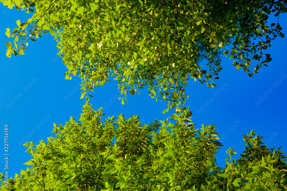 spring abstract background with green trees branches and blue sky spring abstract background with green trees branches and blue sky