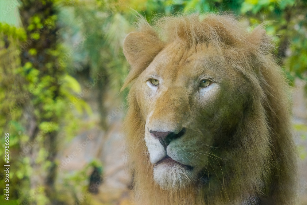 Pair of adult Lions in zoological garden Pair of adult Lions in zoological garden