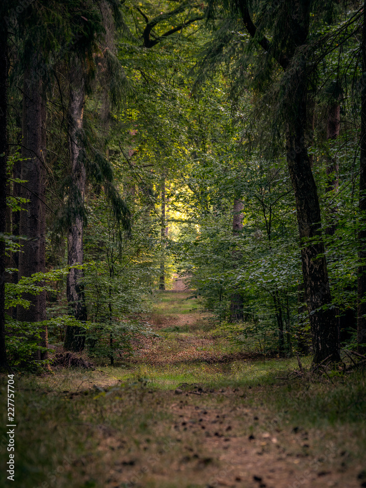 Obraz premium Waldweg - Forest trail