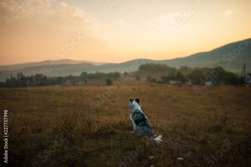 border collie dog sits in the field and looks at the sunset photo