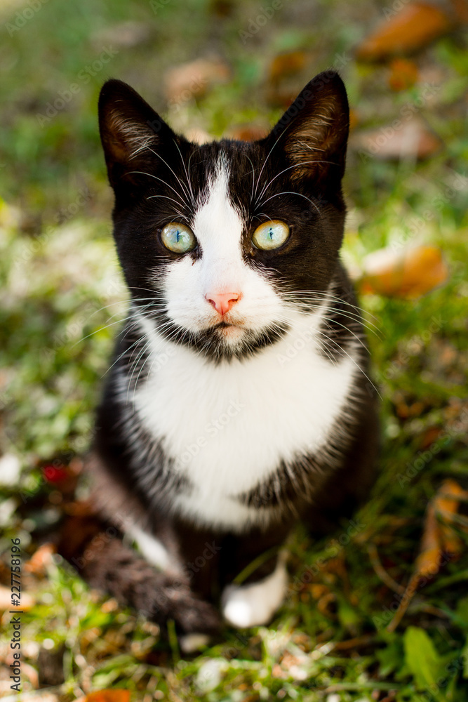 little pretty cat little pretty cat