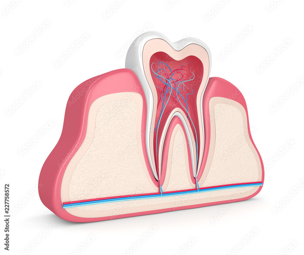 3d render of tooth with nerves and blood vessels 3d render of tooth with nerves and blood vessels