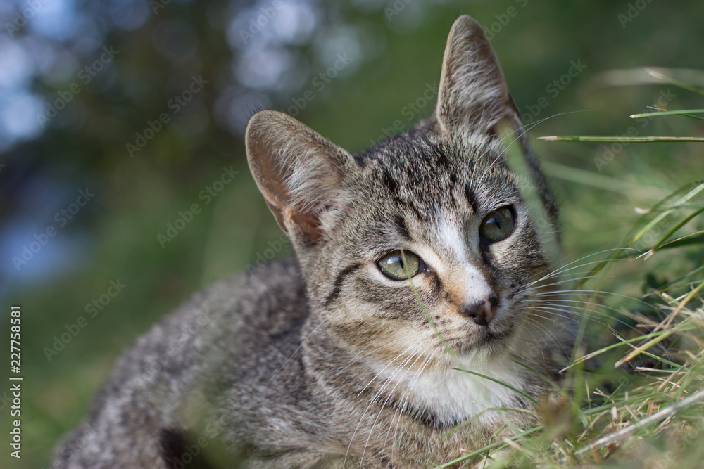 Obraz premium Pretty little cat outdoor