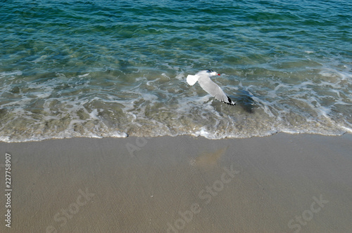 Seagull flying low over breaking waves on a beach