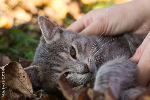 Pretty little cat outdoor