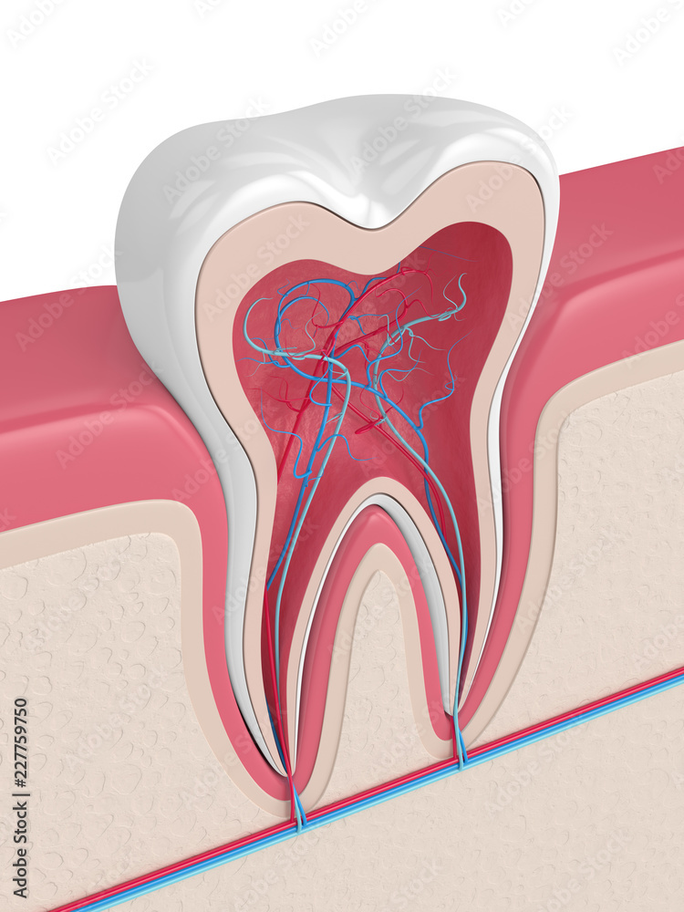 3d render of tooth with nerves and blood vessels 3d render of tooth with nerves and blood vessels