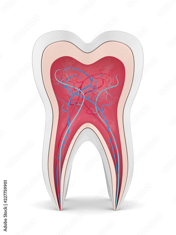 3d render of tooth with nerves and blood vessels 3d render of tooth with nerves and blood vessels
