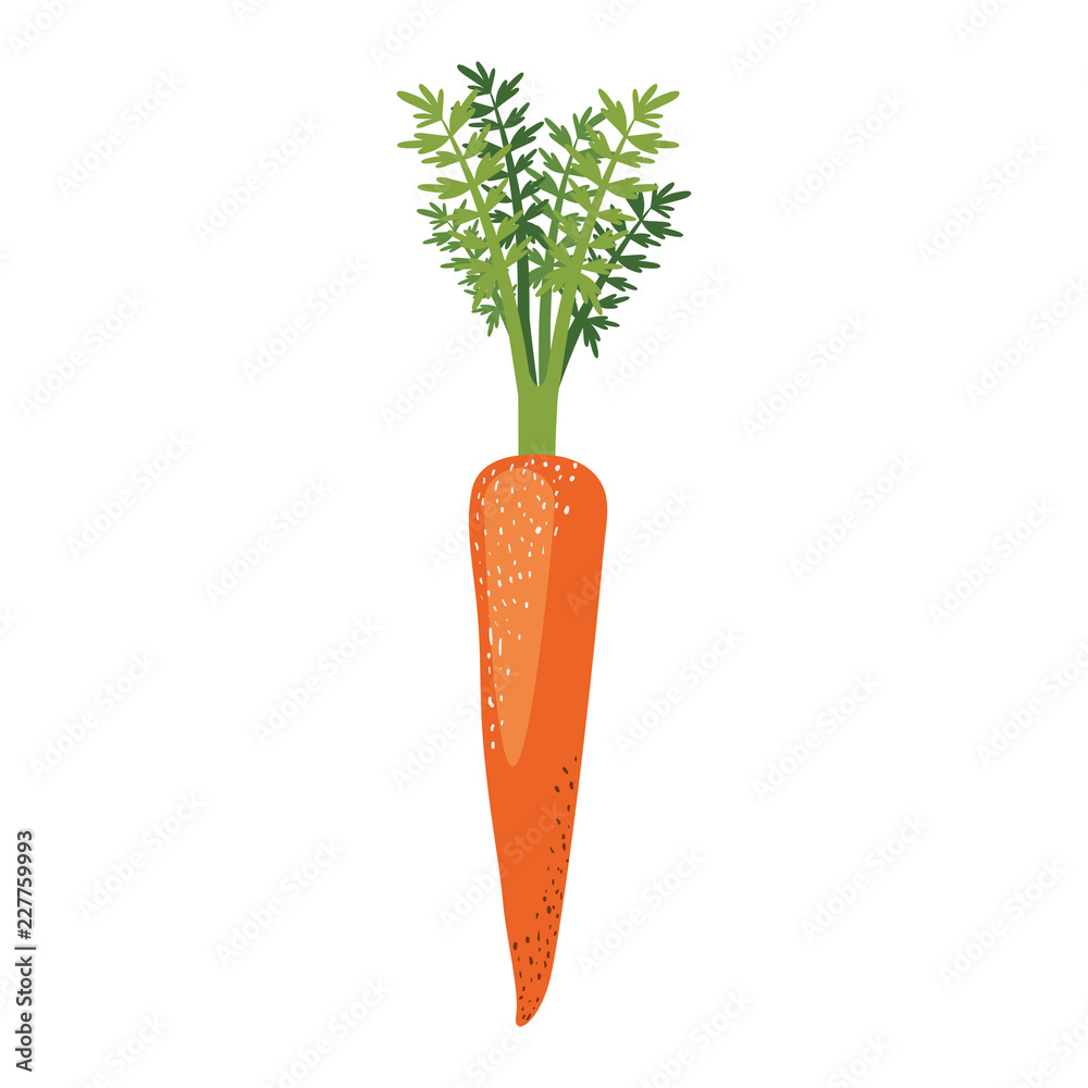 white background of carrot with stem and leaves and stains white background of carrot with stem and leaves and stains