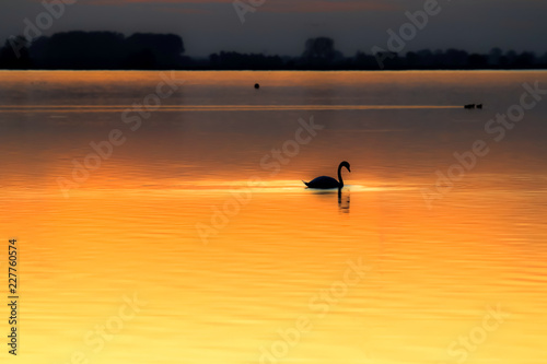 Swan silhouette in fascinating orange sunset