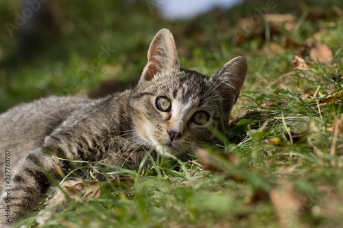 Pretty little cat outdoor © Smailhodzic