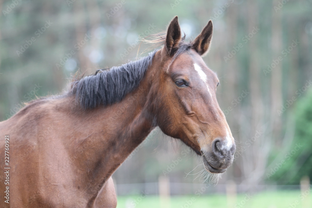 Naklejka premium The horse stands against the background of the forest.