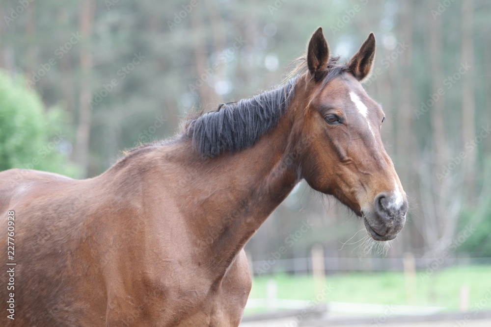 The horse stands against the background of the forest. The horse stands against the background of the forest.