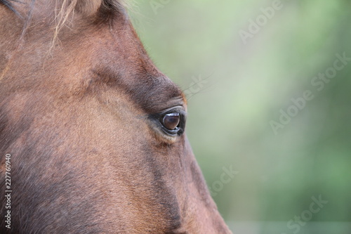 The horse stands against the background of the forest. © ShapikMedia