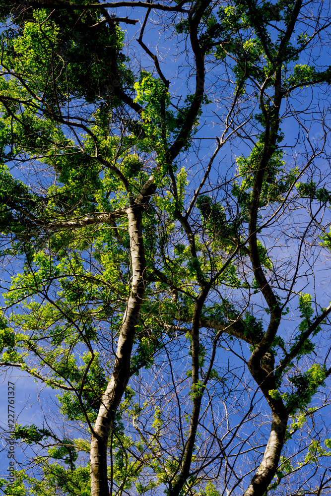 Fototapeta premium tree leaf and branch on the blue sky in sunny