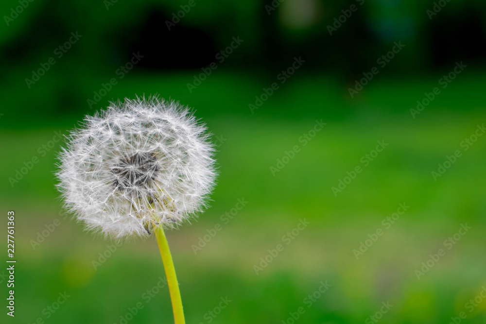 Dandelion in the foreground with a soft blurry green background Dandelion in the foreground with a soft blurry green background