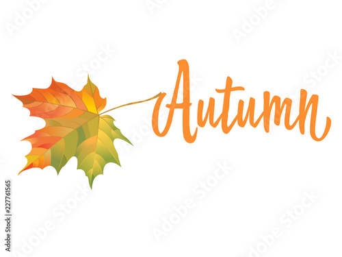 Orange maple leaf isolated on white background. Inscription Autumn. Vector illustration of hand drawn autumn leaf. Vintage retro fall seasonal decor.