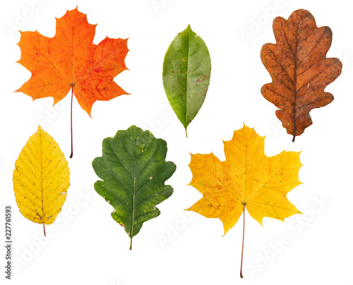 Autumn leaves isolated on white background. Different types and colores.