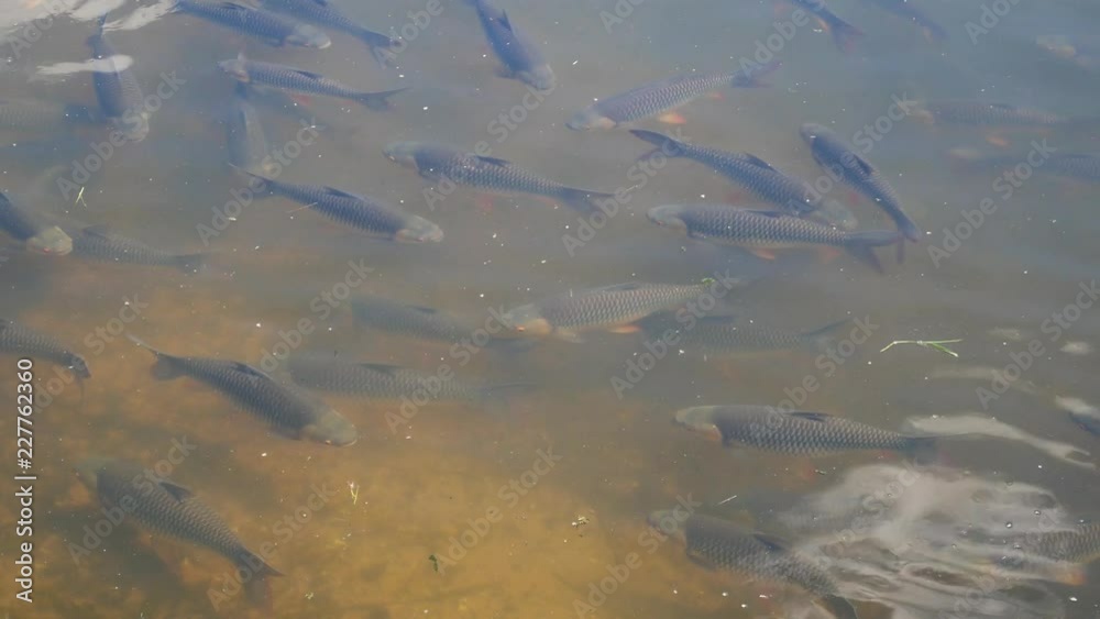 Fish in the lake Fish in the lake