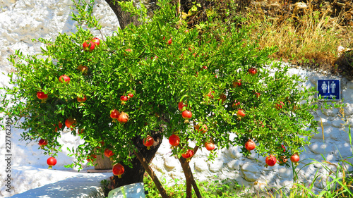 Ripe pomegranate fruit on tree in Granada