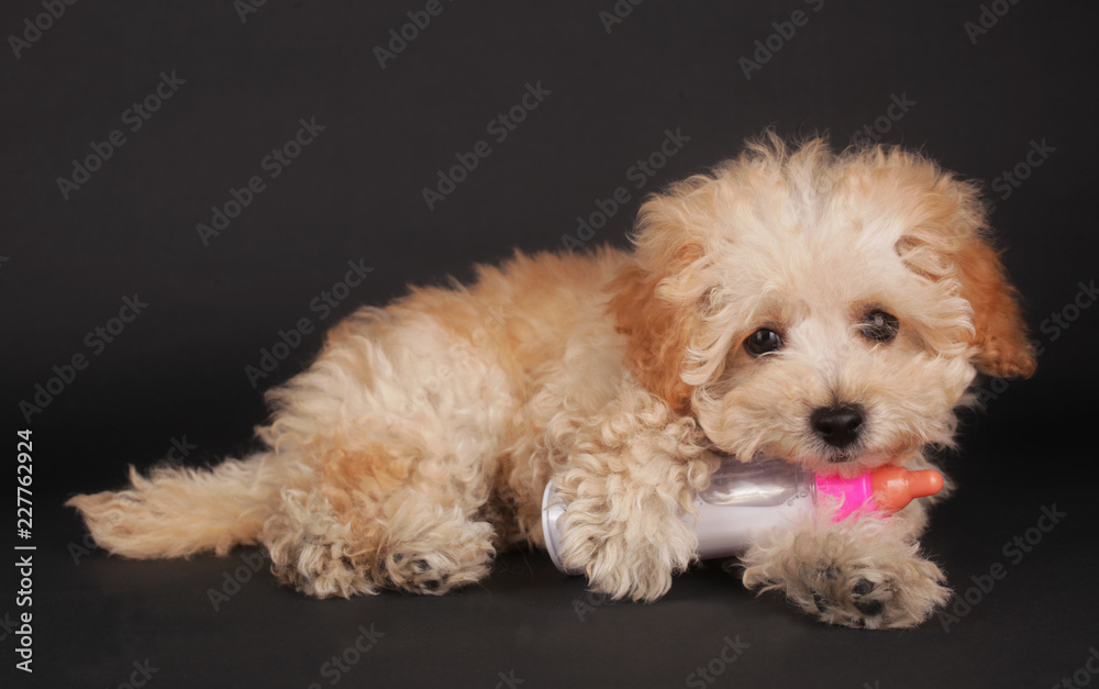 Poodle puppy cute pet with baby bottle milk on black background Poodle puppy cute pet with baby bottle milk on black background