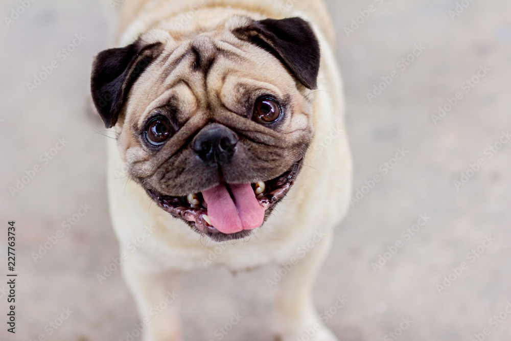 pug on a white background