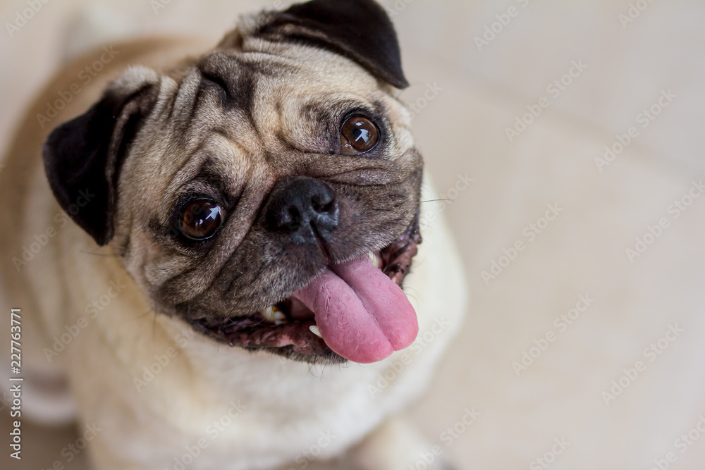 pug on a white background
