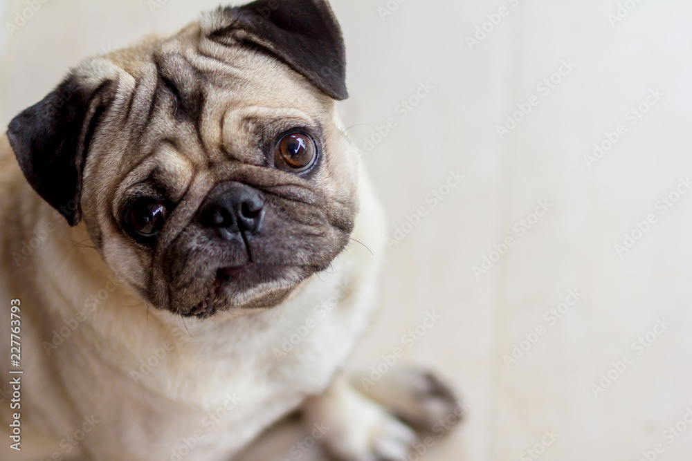 pug dog are confusing