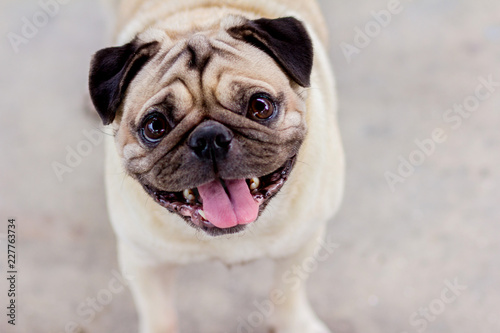 pug on a white background © chanwit