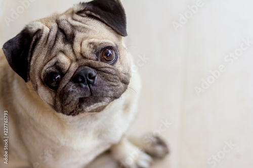 pug dog are confusing © chanwit