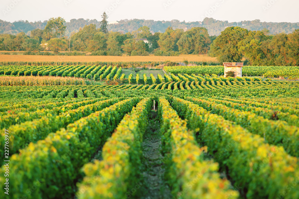 Vineyard, Bordeaux, France