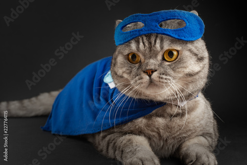 superhero, scotch whiskey with a blue cloak and mask. The concept of a superhero, super cat, leader. On a black background.Macho © Anton