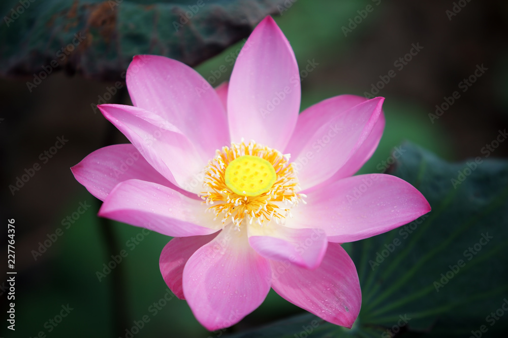 close up of beautiful blooming pink lotus flower close up of beautiful blooming pink lotus flower