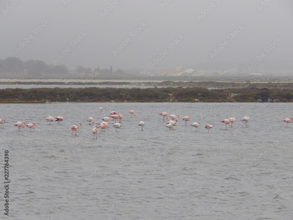 Fototapeta premium Flamant rose