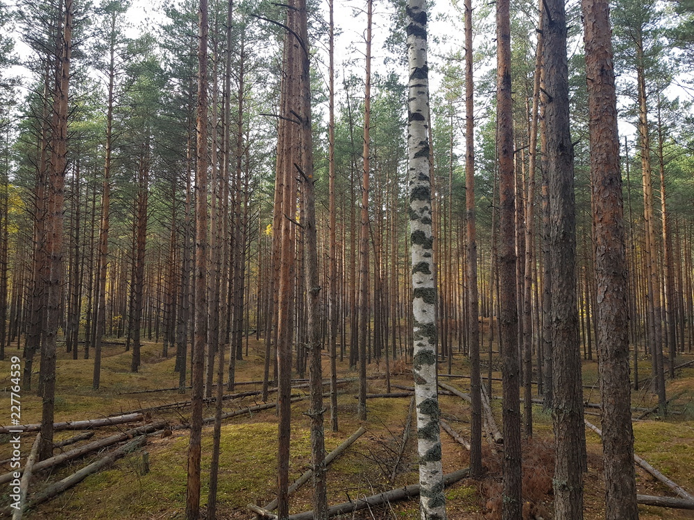 Fototapeta premium trees in the forest