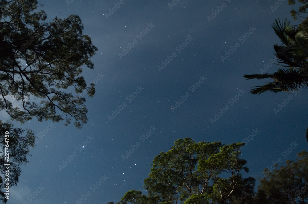 Stars between moonlight trees Stars between moonlight trees