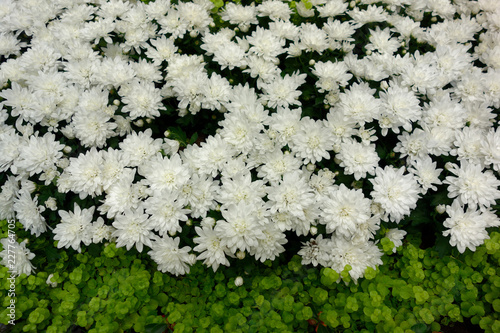white flowers in the garden