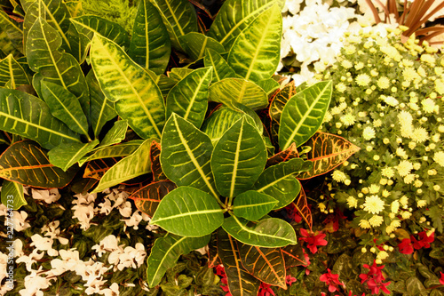 Beautiful green leaves and flowers.