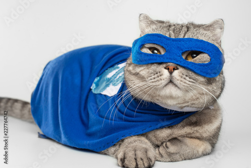 superhero, scotch whiskey with a blue cloak and mask. The concept of a superhero, super cat, leader. On a white background.Macho, Isolate © Anton
