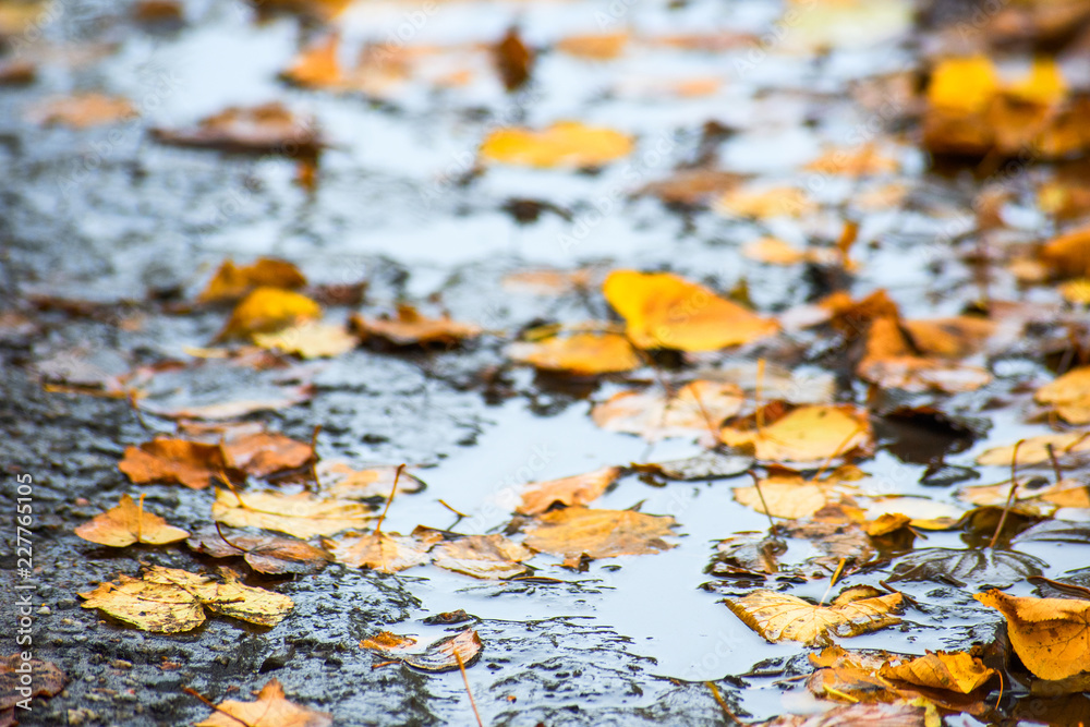 Yellow autumn leaves in a puddle Yellow autumn leaves in a puddle